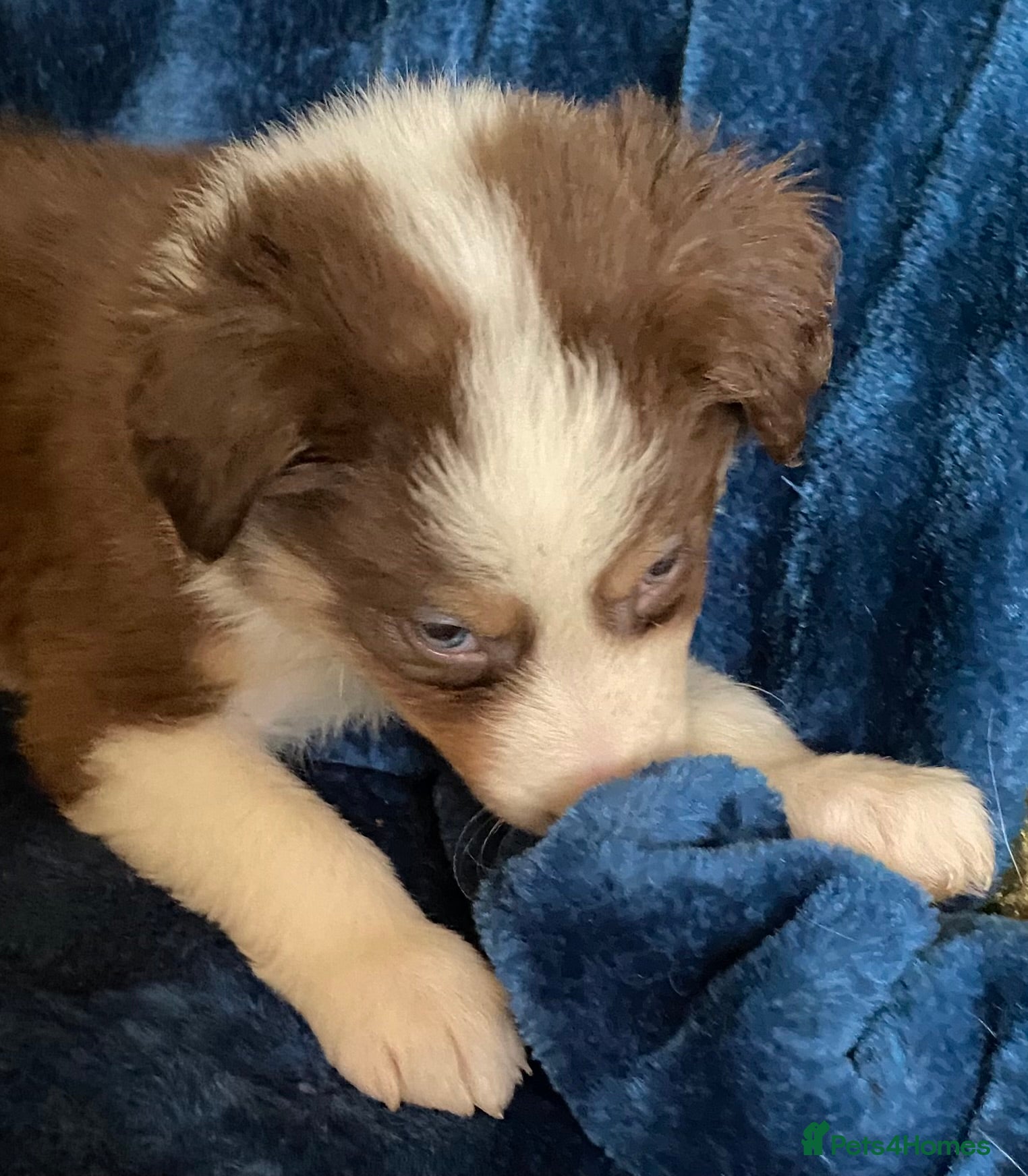 Border Collie dogs Quality Red, White & Gold Border Collie Pups - Advert 1