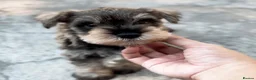 Miniature Schnauzer dogs for sale: Beautiful Pure Miniature schnauzer Family Raised - Advert 6