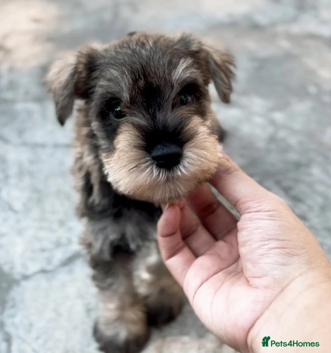 Miniature Schnauzer dogs for sale: Beautiful Pure Miniature schnauzer Family Raised - Advert 6