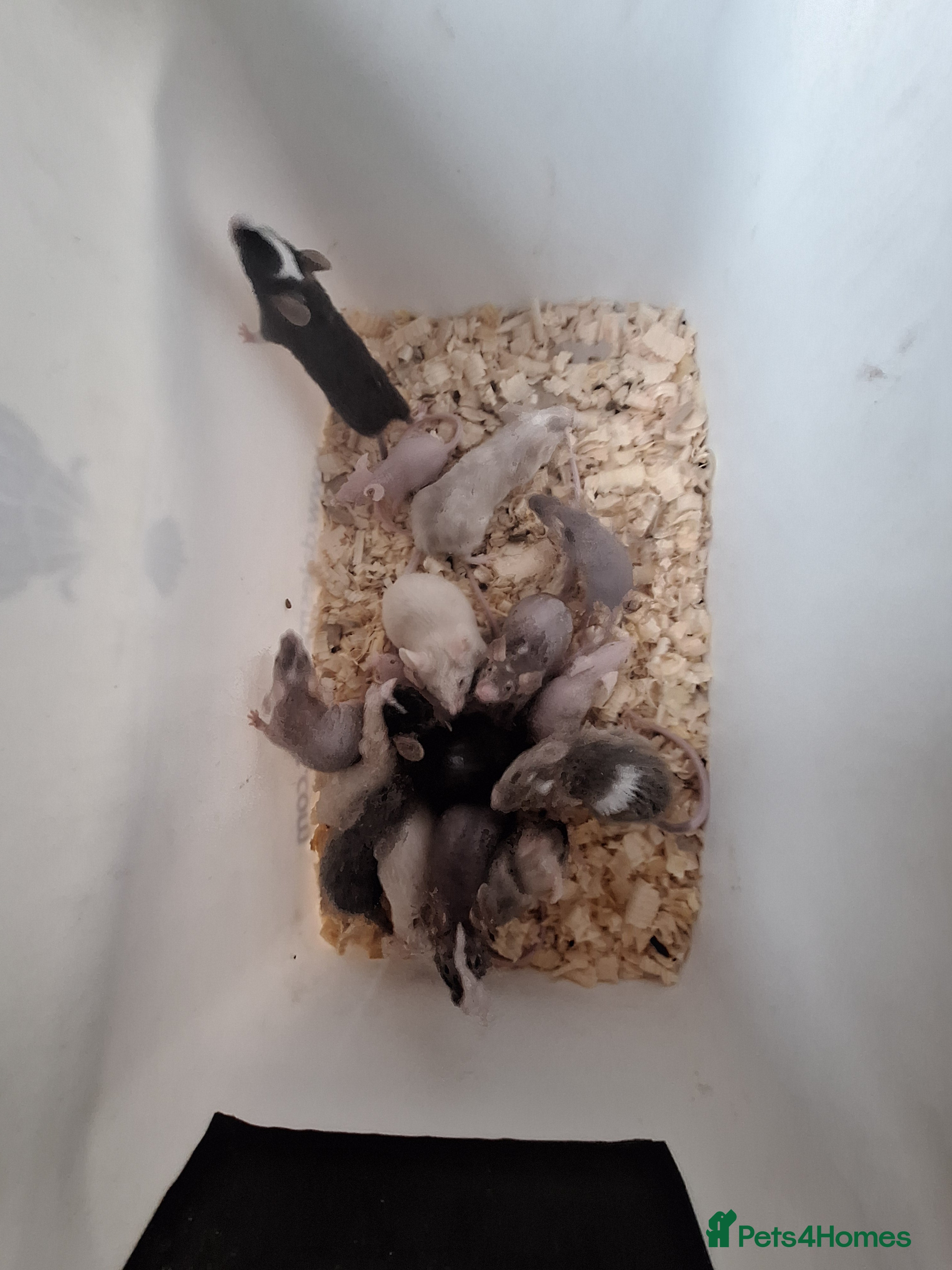 Mouse rodents Fancy pet mice for sale  - Advert 5