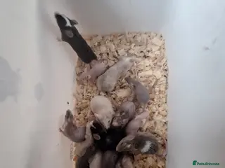 Mouse rodents Fancy pet mice for sale - Advert 5