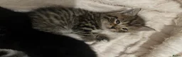 Mixed Breed cats for sale: 4 beautiful fluffy kittens, available now! - Advert 19
