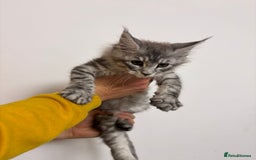Maine Coon cats for sale: 💕5 TICA registered DNA CLEAR💕  - Image 18