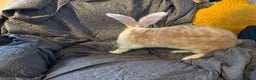 Continental Giant rabbits for sale: Max continental giant rabbit - Advert 4