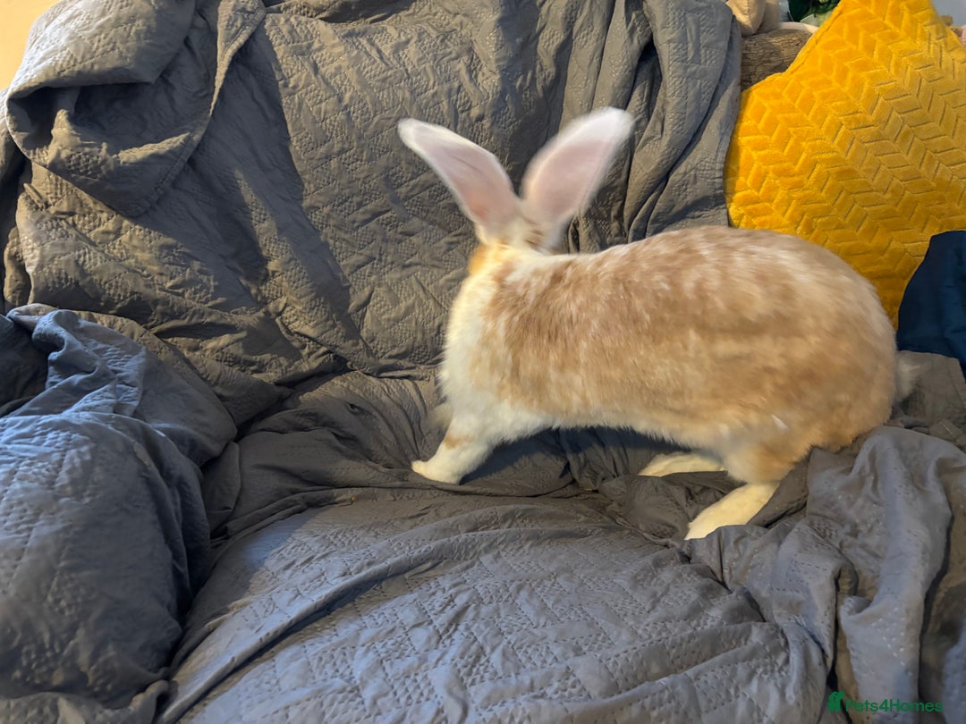 Continental Giant rabbits for sale: Max continental giant rabbit - Advert 4