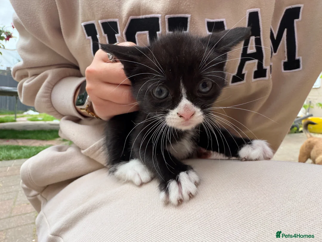 Mixed Breed cats for sale: 3 girl kittens ready to leave now  - Advert 2
