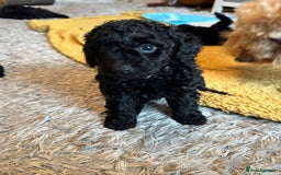 Cockapoo dogs for sale: Gorgeous F1B cockapoo  - Advert 23