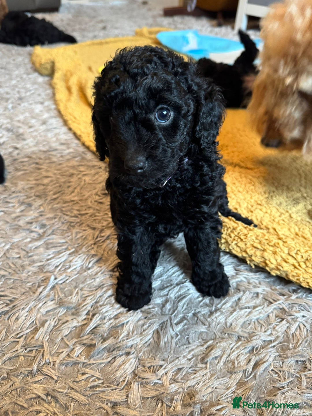Cockapoo dogs for sale: Gorgeous F1B cockapoo  - Advert 23