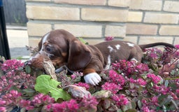 Miniature Dachshund dogs for sale: Miniature Dutch hound - Image 6