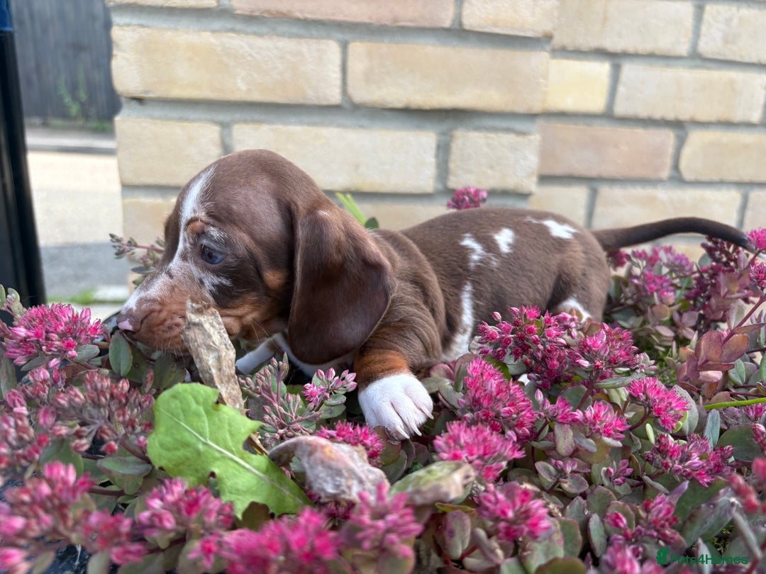 Miniature Dachshund dogs for sale: Miniature Dutch hound - Image 6