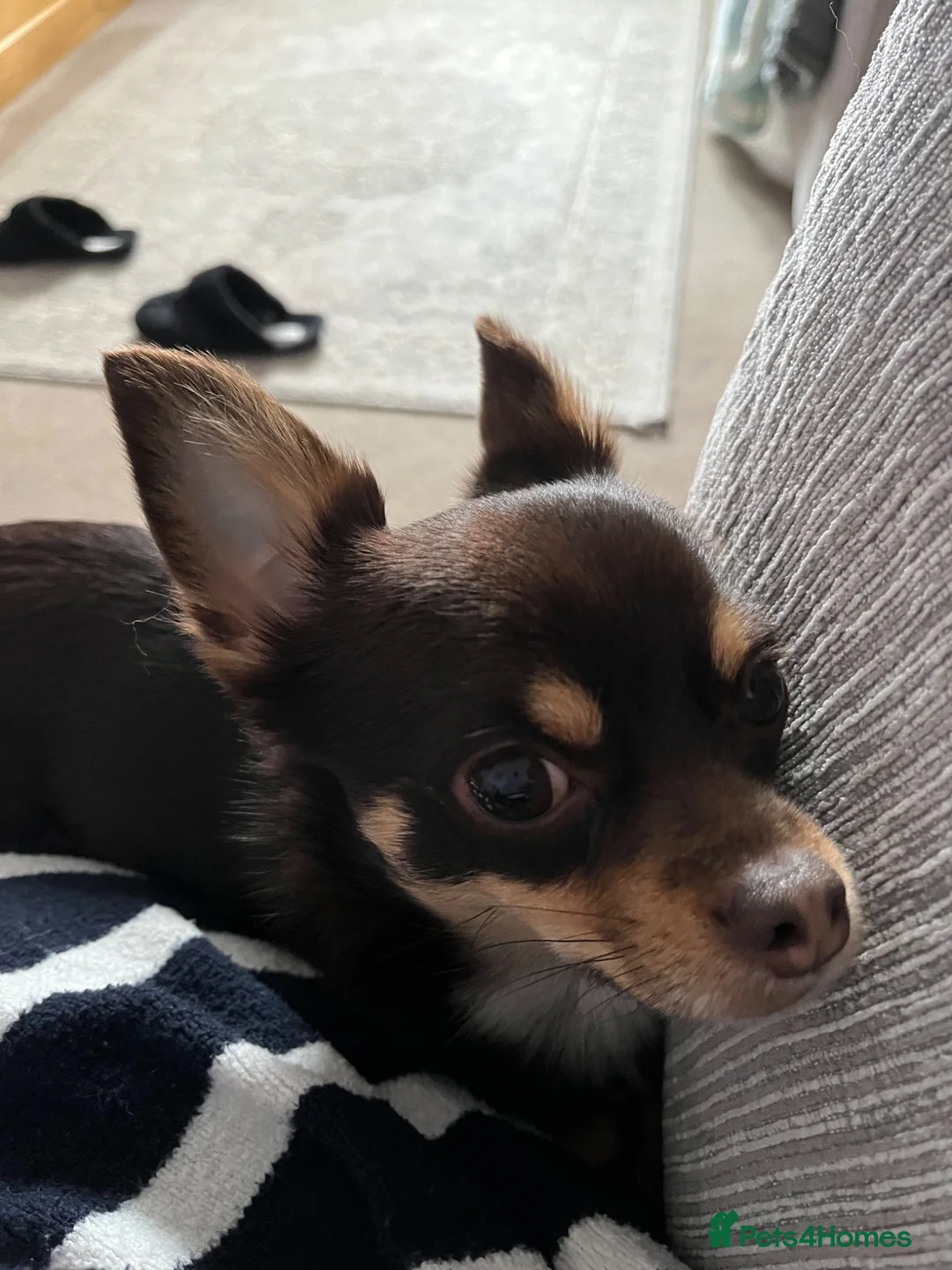 Chihuahua dogs for stud: Chocolate tri Stud - Advert 4