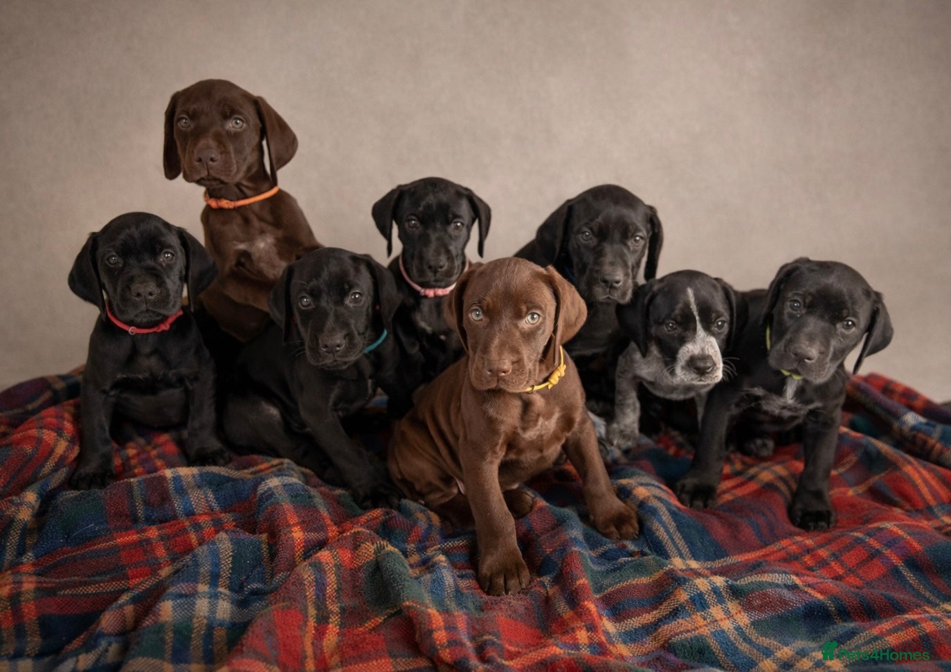 Mixed Breed dogs 1/4 Labrador 3/4 German Shorthaired Pointer Pups.  - Advert 14