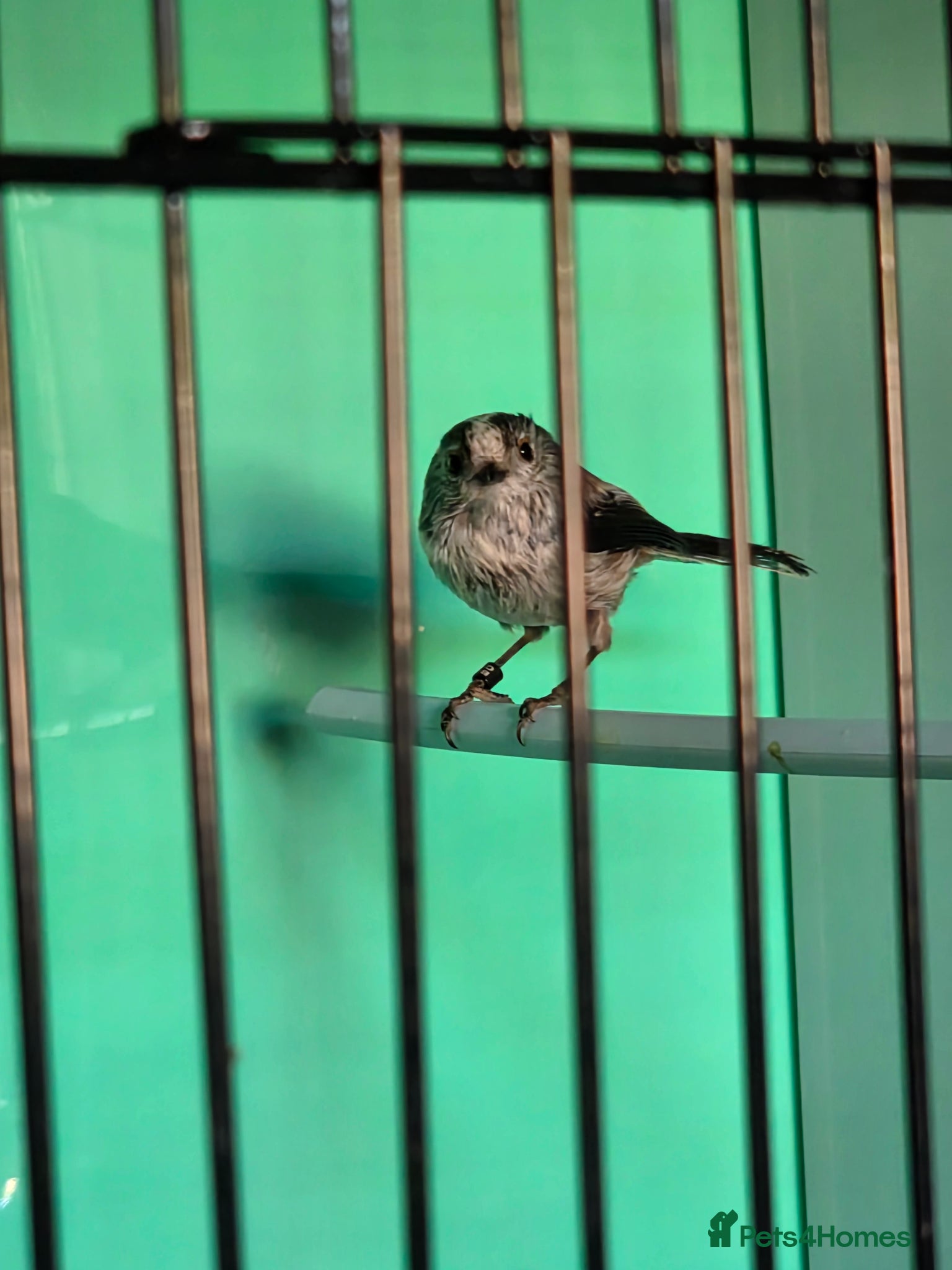 Softbills birds 3 Long tail tits - Advert 11