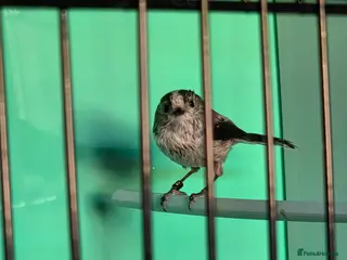 Softbills birds 3 Long tail tits - Advert 1