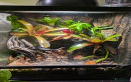Frog reptiles for sale: Dendrobates auratus Panama special dart frogs  - Image 5