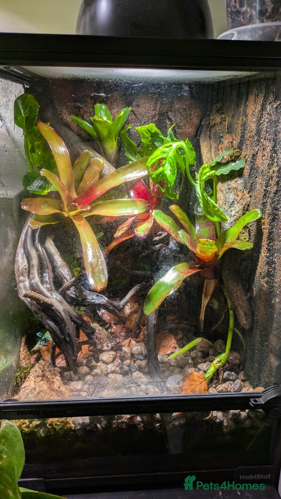 Frog reptiles for sale: Dendrobates auratus Panama special dart frogs  - Image 5