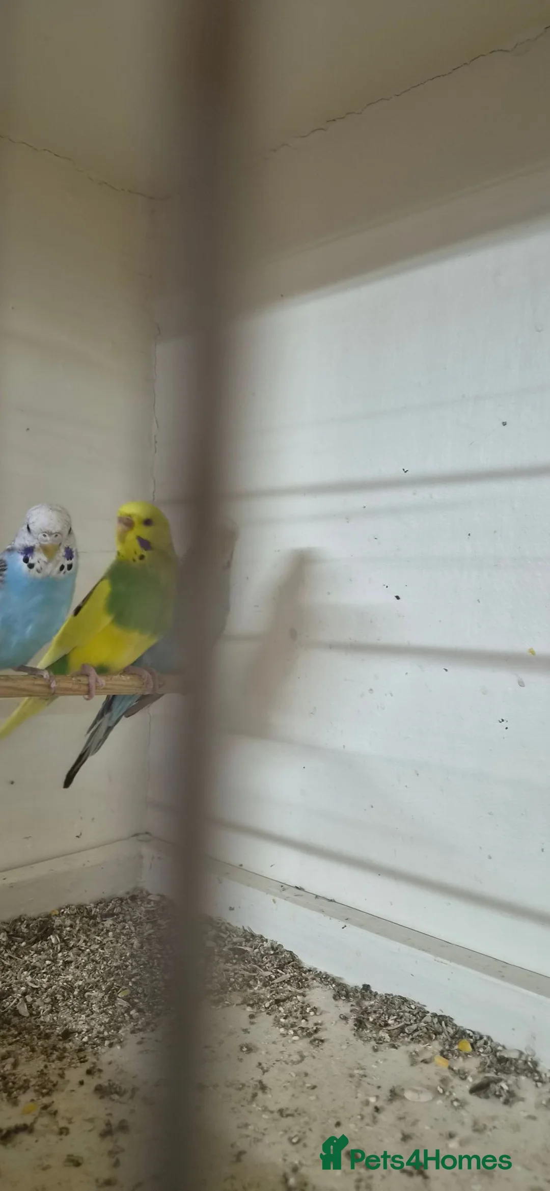 Budgerigars birds for sale: 3 Budgies & Lovebird Pair for Sale – 1 Year Old  in Burton-on-Trent - Advert 4