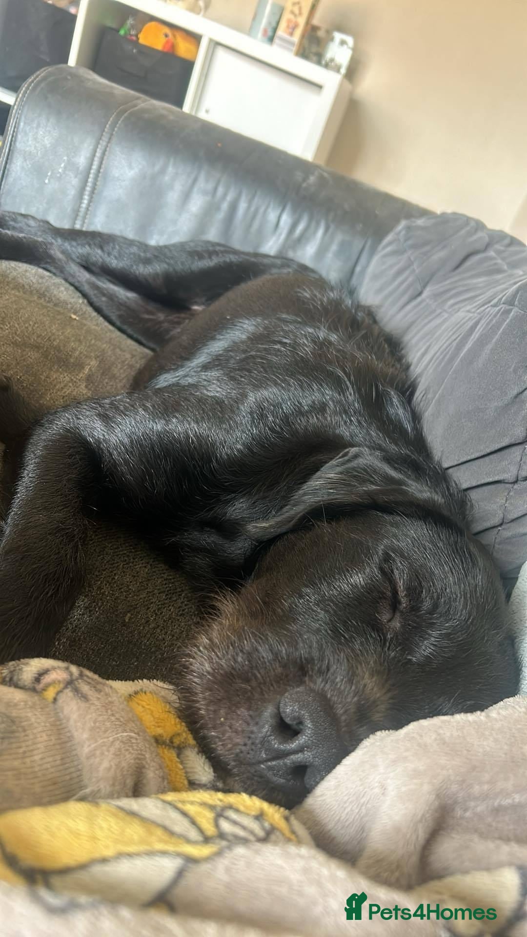 Mixed Breed dogs for adoption: 💙SCOUT- 16 month Lab cross fading in kennels💙 - Advert 16