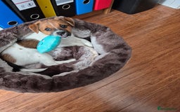 Jack Russell dogs for sale: Beautiful Jack Russell - Image 12