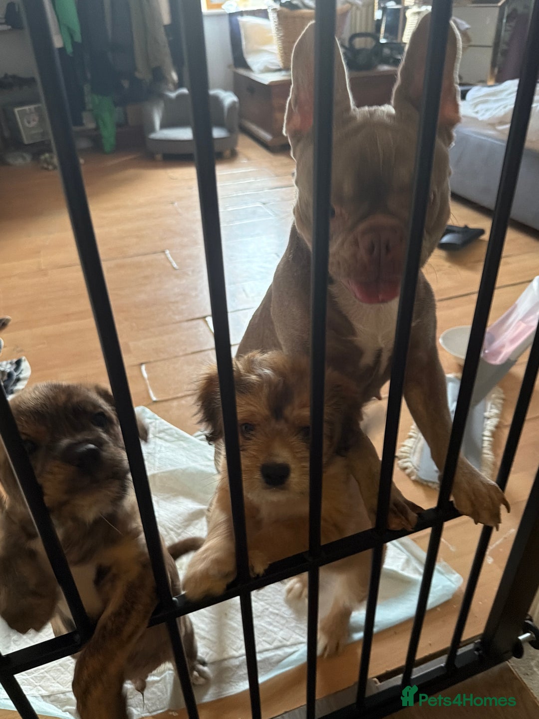 Mixed Breed dogs for sale: 💙2 Lovely male French bulldogs mixed💙  - Image 11