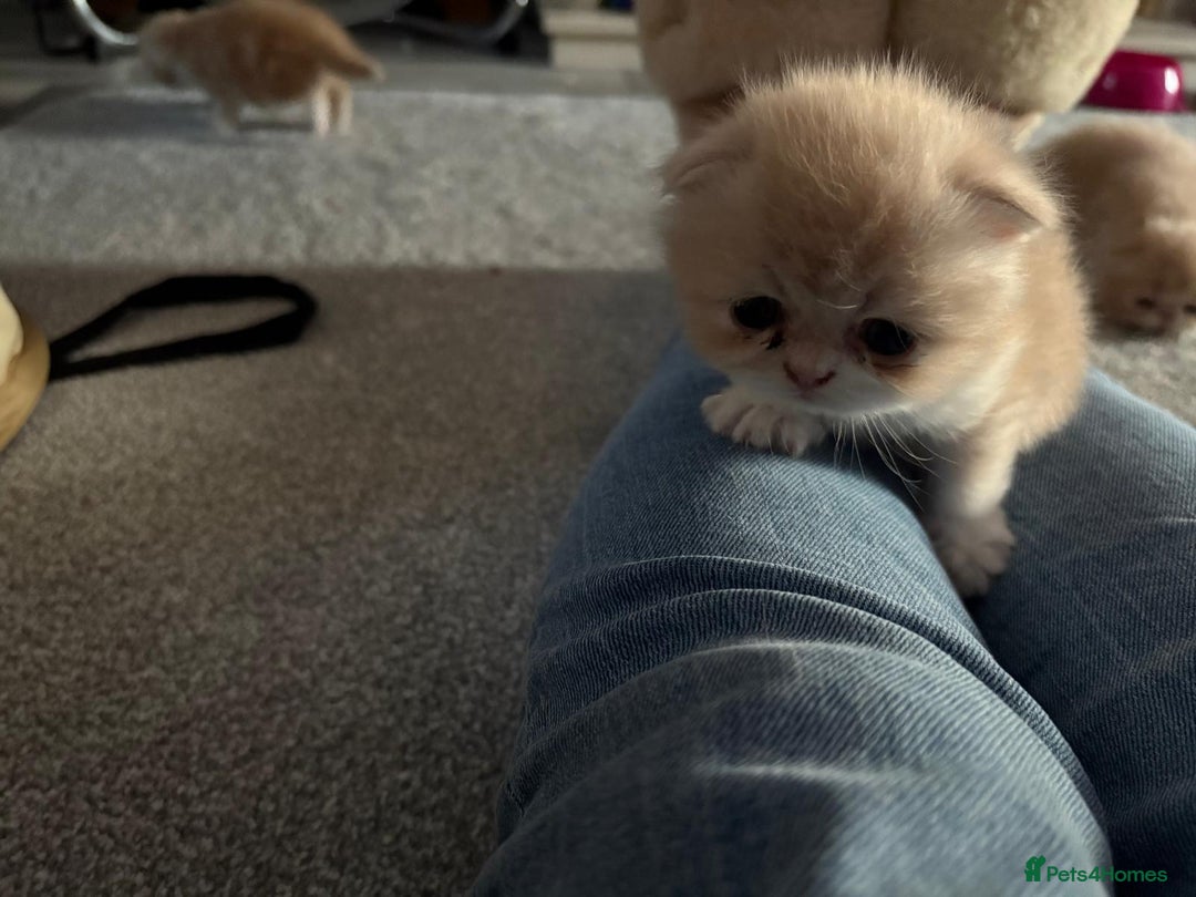 Persian cats for sale: Persian kittens  - Image 13