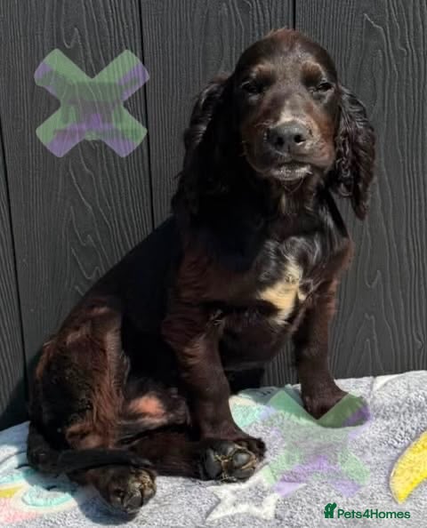Cocker Spaniel dogs Kc cocker spaniels  17 DNA HEALTH TESTED  - Advert 2