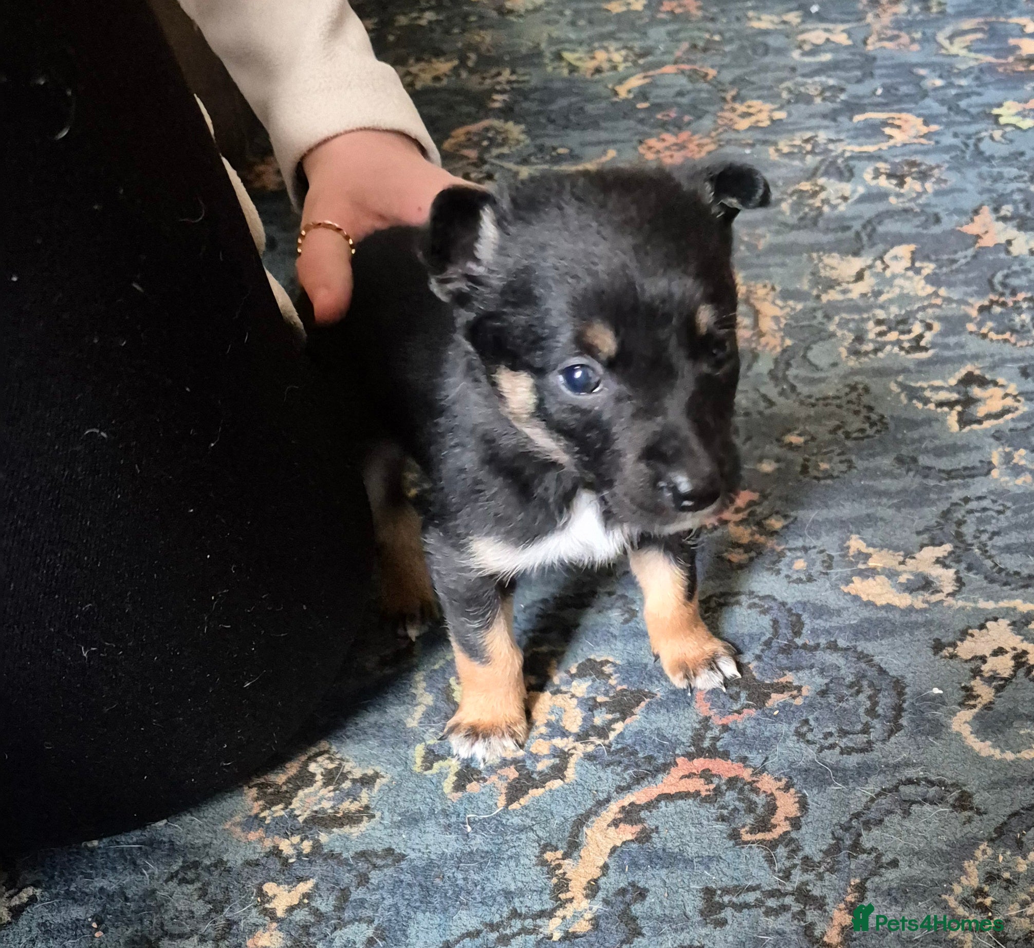 Mixed Breed dogs Kelpie cross collie pups.  - Advert 6
