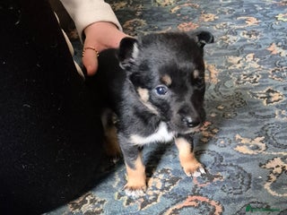 Mixed Breed dogs Kelpie cross collie pups. - Advert 15