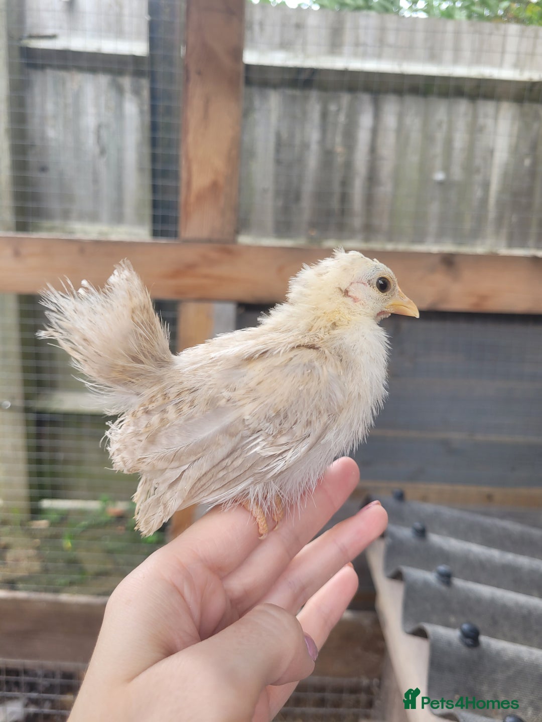Chickens poultry for sale: Pure Serama Chick Pairs – Silkie Feather Type  - Image 1