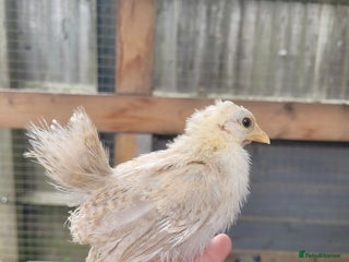 Chickens poultry - Advert 3