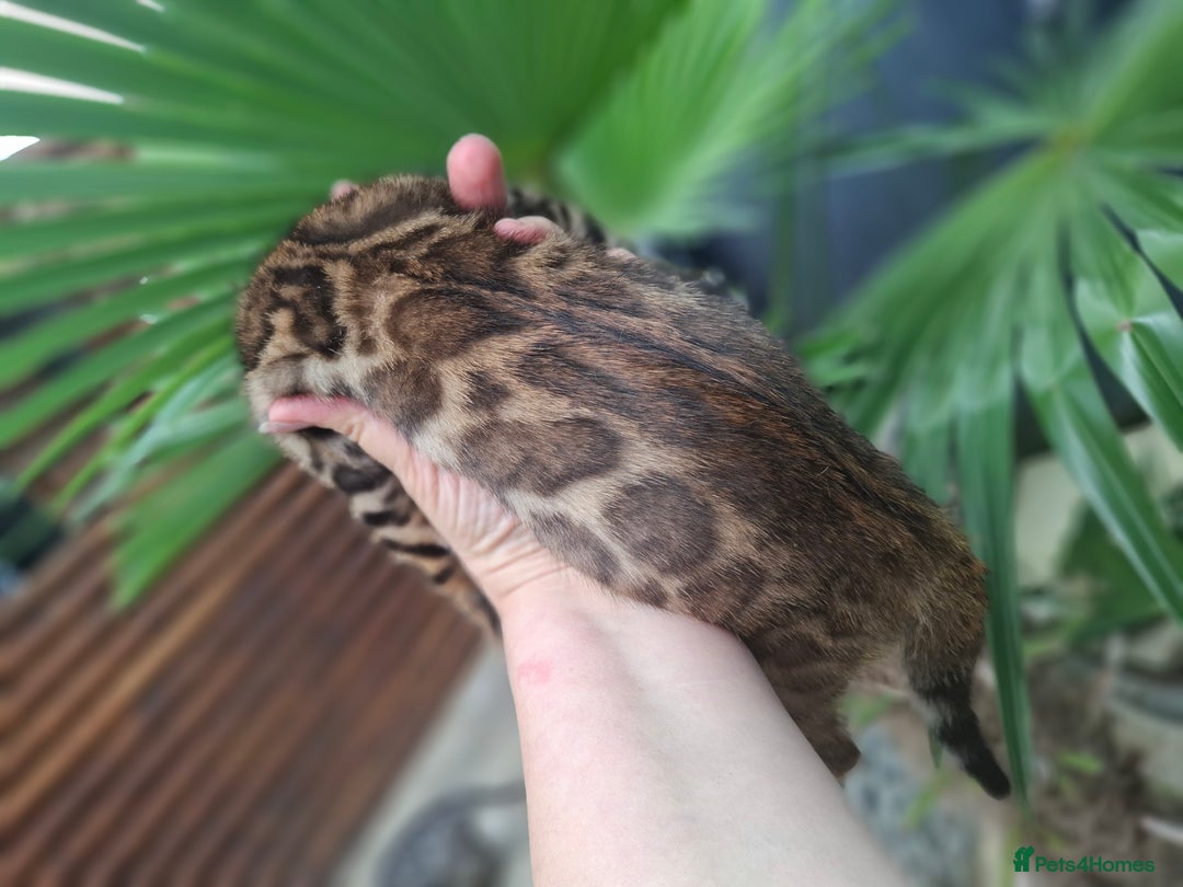 Bengal cats for sale: Stunning pure Bengal Kittens - Image 24