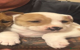 Staffordshire Bull Terrier dogs for sale: Beautiful big puppies  - Image 12