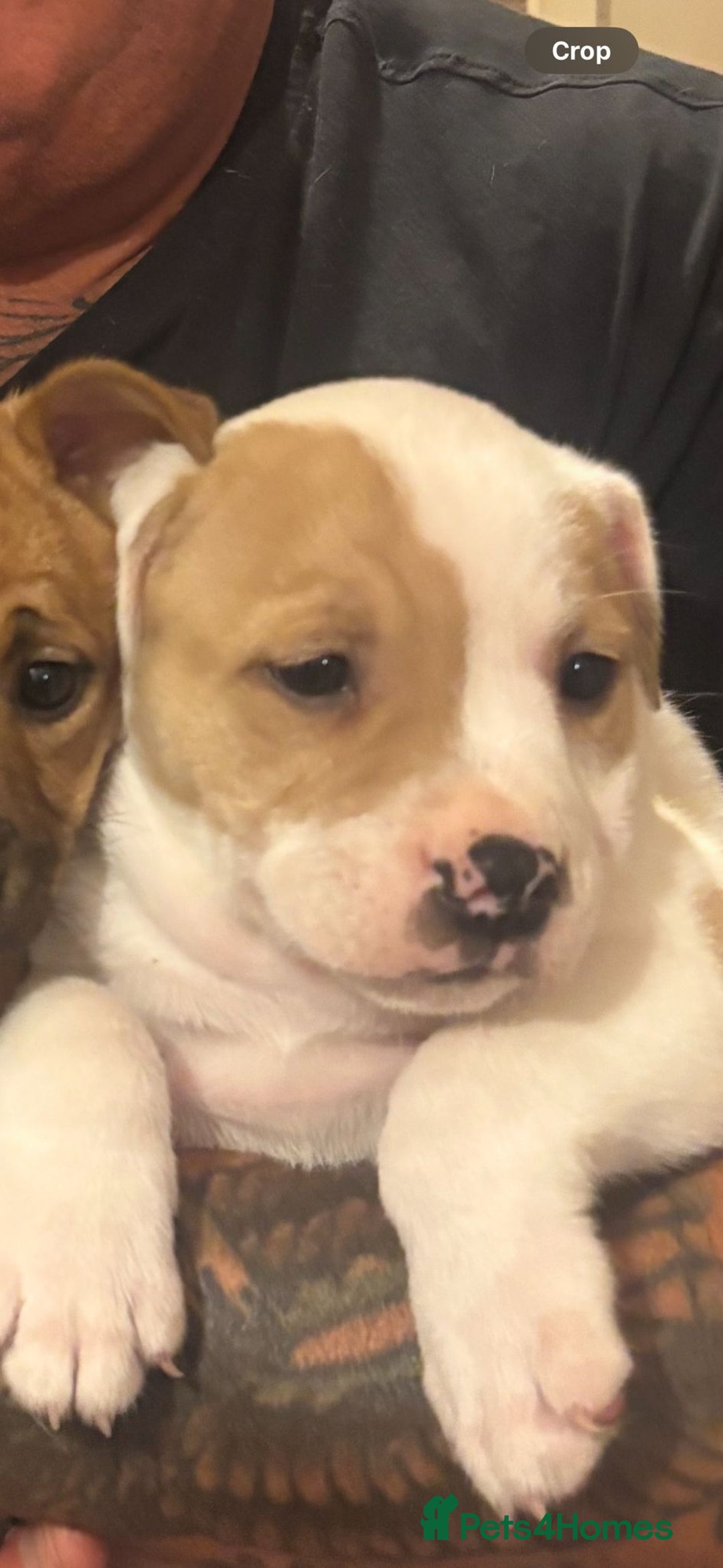 Staffordshire Bull Terrier dogs for sale: Beautiful big puppies  - Image 12