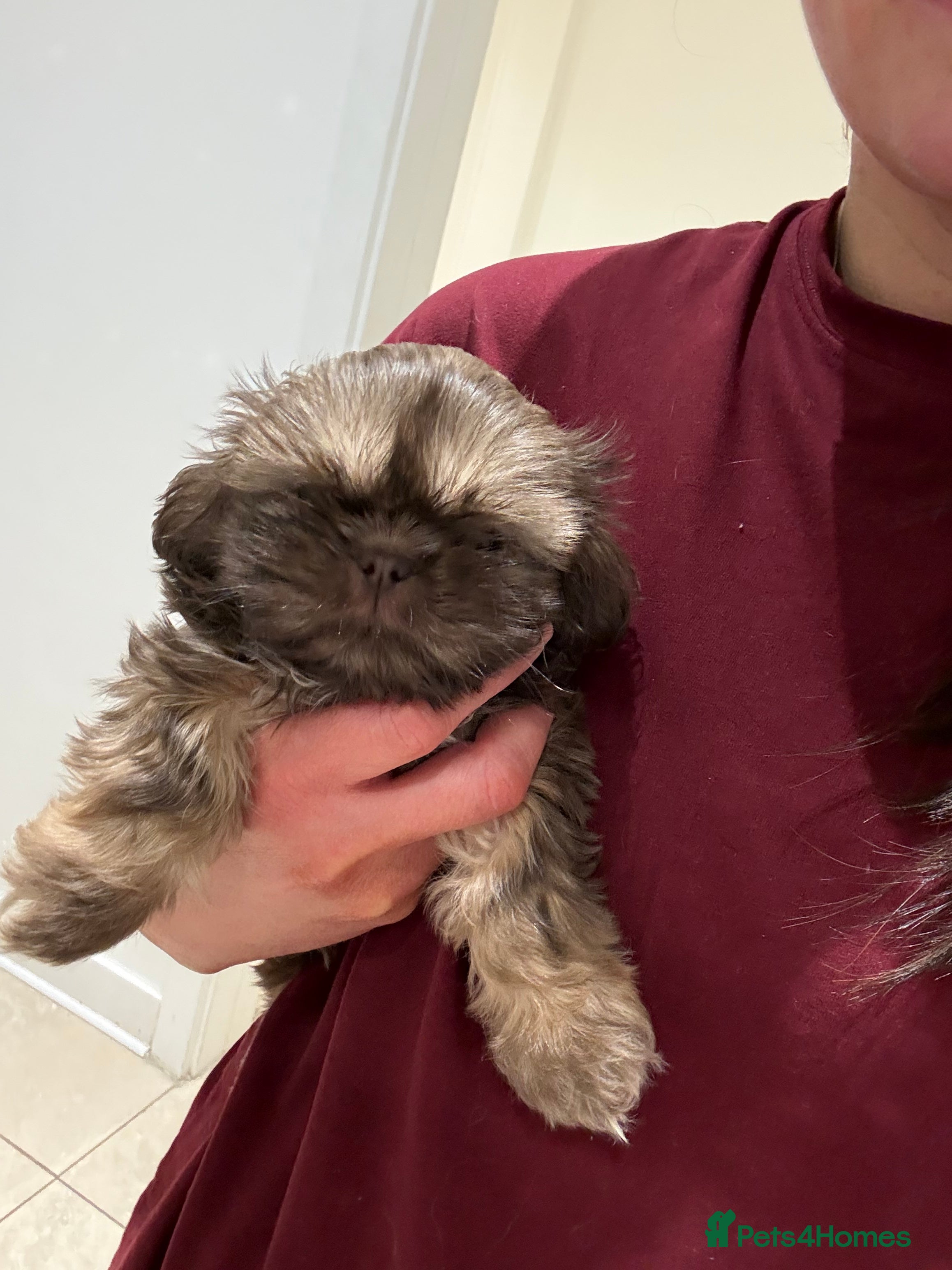 Shih Tzu dogs Imperial Shih Tzu  - Advert 14