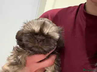 Shih Tzu dogs Imperial Shih Tzu - Advert 14