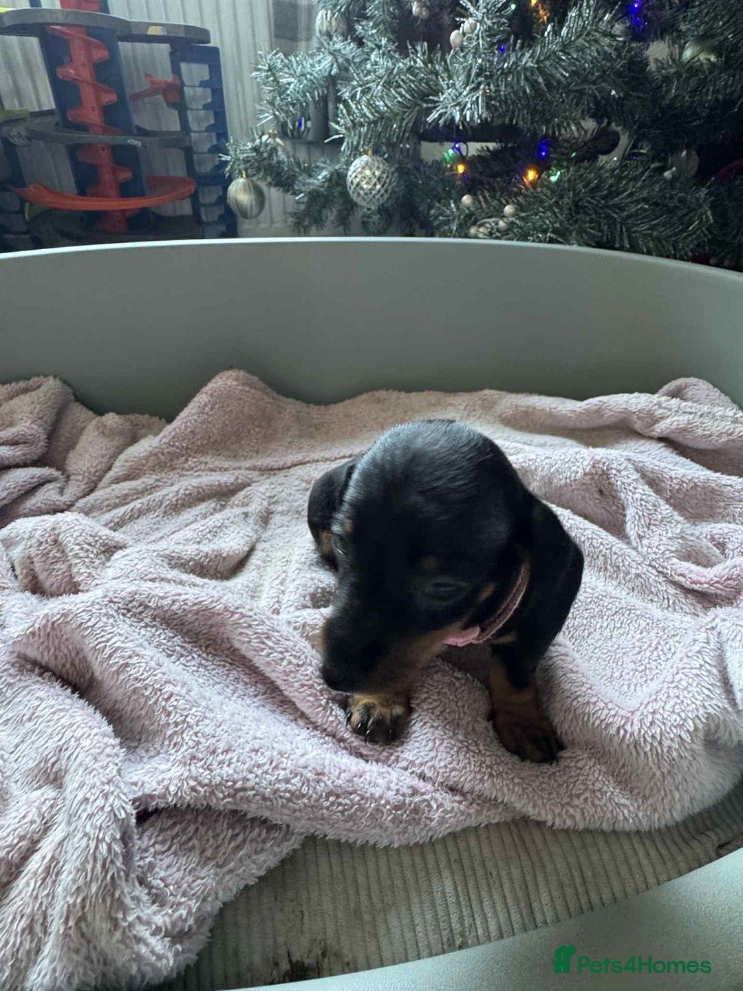 Miniature Dachshund dogs for sale: My family dogs have had a litter of 5  - Advert 31