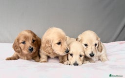Miniature Dachshund dogs for sale: ♥️FEMALE LONG COAT DACSHOUNDS♥️ - Image 4