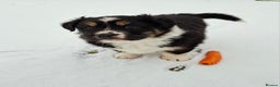 Australian Shepherd dogs for sale: Beautiful Australian Shepherd puppy for sale  - Advert 3
