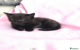 Mixed Breed cats for sale: Little kittens for sale - Image 10