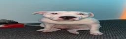 Mixed Breed dogs for stud: stud ready beautiful American bulldog cross staff in Fleetwood - Advert 3