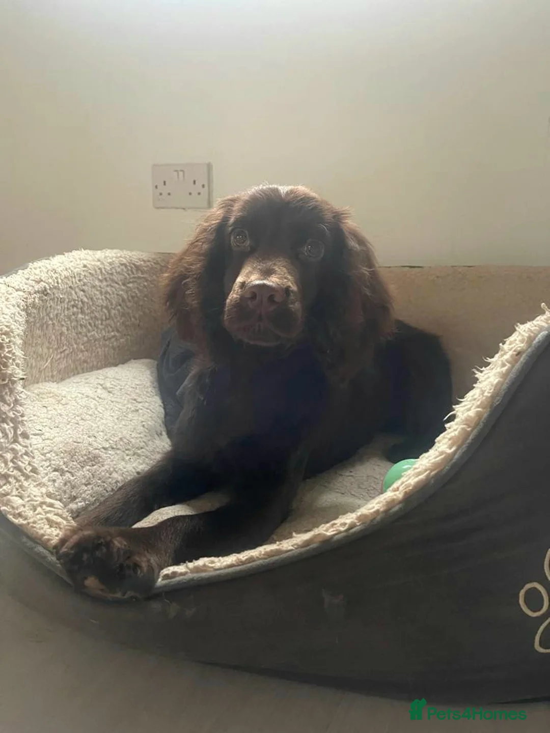 Cocker Spaniel dogs for stud: 💥HealthTested champ bred working cocker spaniel💥 in Cranbrook - Advert 17
