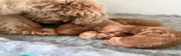 Cavapoo dogs for sale: F1B Cavapoo Puppies  in London - Advert 8