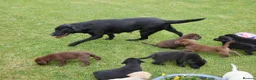 Labrador Retriever dogs for sale: Quality Health Tested Labrador Puppies - Advert 14