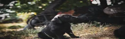 Labrador Retriever dogs for sale: Beautiful Yellow and Black KC Puppys - Advert 9