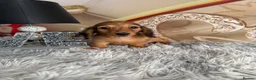 Miniature Dachshund dogs for sale: READY NOW Kc reg boys & girls - Advert 29