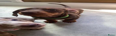 Miniature Dachshund 1