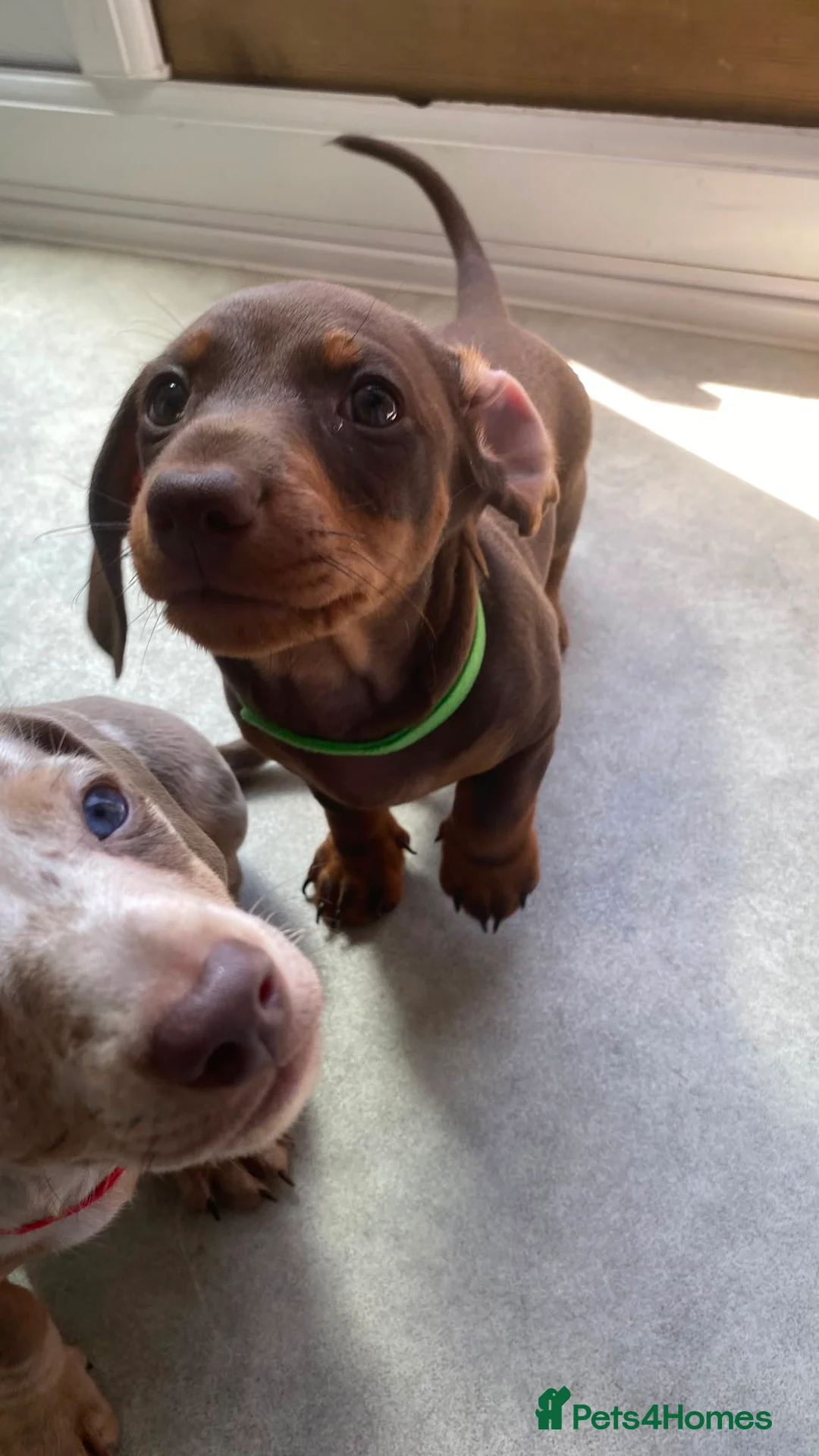 Miniature Dachshund dogs for sale: loving and playful boy  - Advert 2