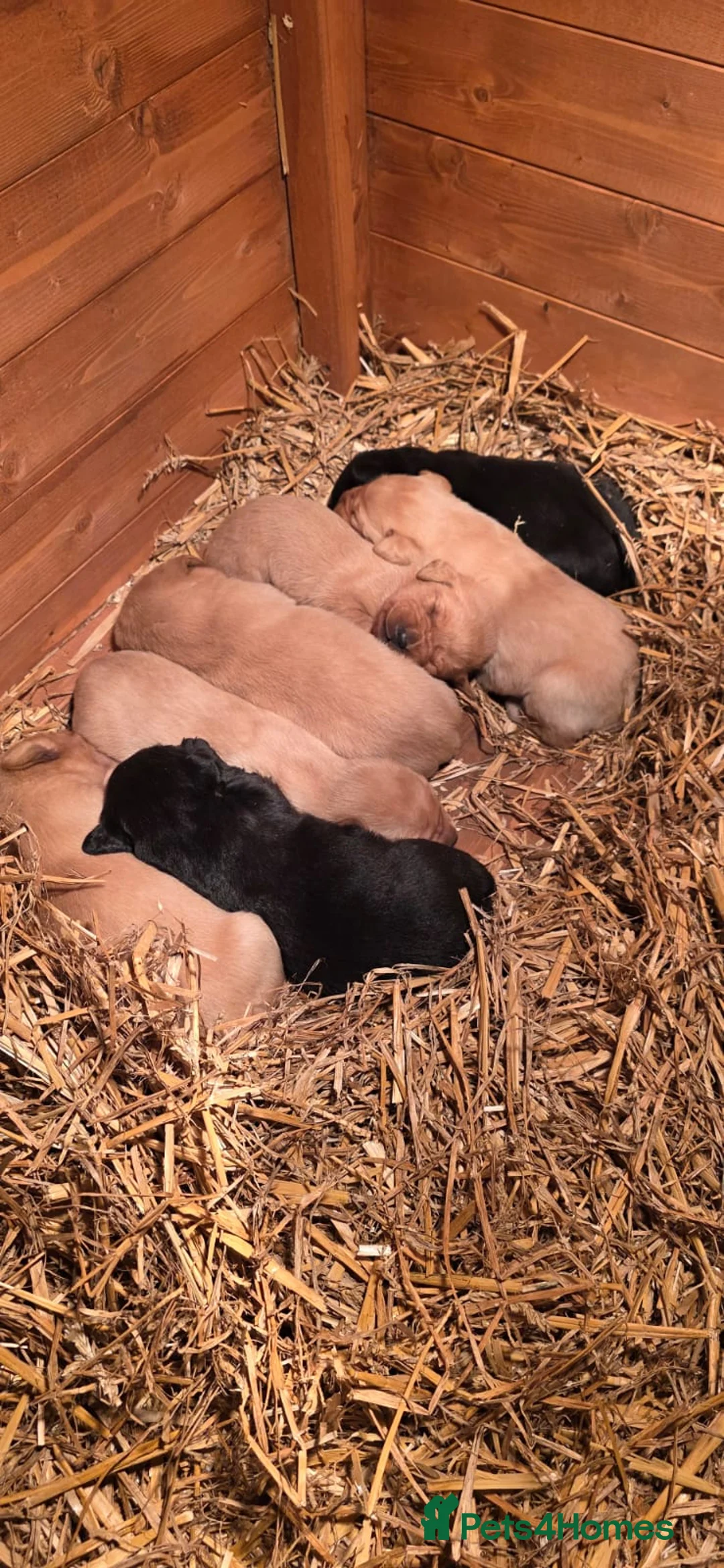 Labrador Retriever dogs for sale: Beautiful Labrador Retriever Puppies for Sale - Advert 6