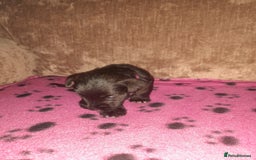 Mixed Breed dogs for sale: Snorkie pups - Image 12