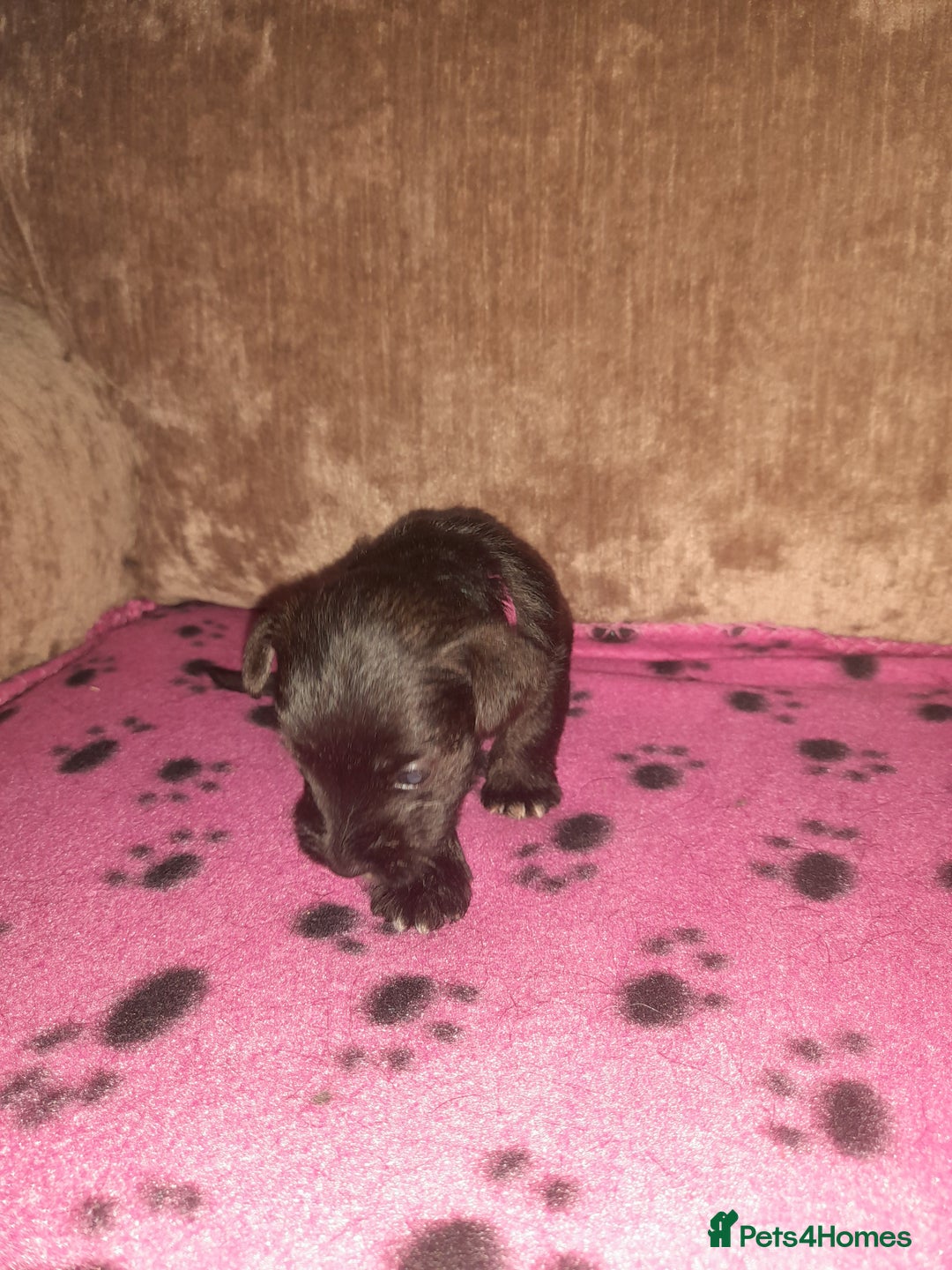 Mixed Breed dogs for sale: Snorkie pups - Image 12